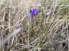 Brodiaea jolonensis
