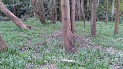 Hyacinthoides non-scripta