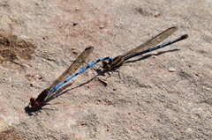 Argia joergenseni