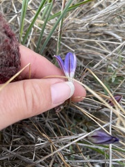 Brodiaea jolonensis