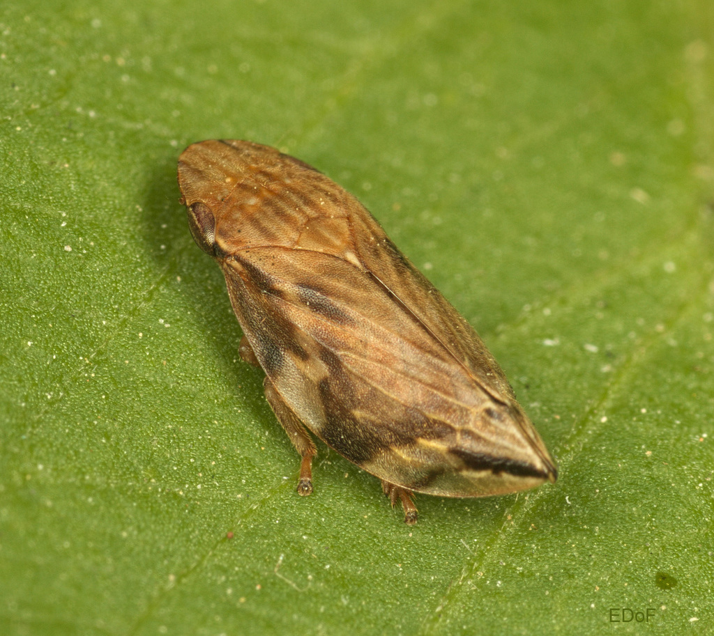 Clovia conifer