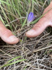 Brodiaea jolonensis