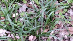 Hyacinthoides non-scripta