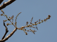 Lannea coromandelica