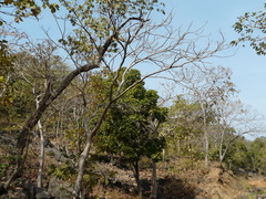 Lannea coromandelica