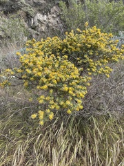 Acmispon dendroideus dendroideus
