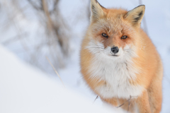 Vulpes vulpes schrencki