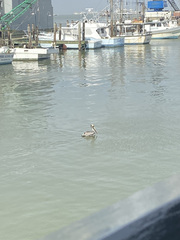 Pelecanus occidentalis