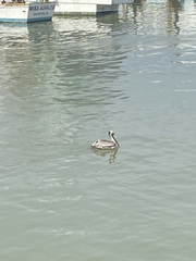 Pelecanus occidentalis