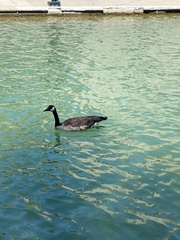 Branta canadensis