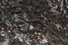 Pygopus lepidopodus