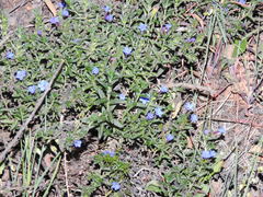 Glandora prostrata lusitanica