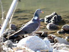 Columba palumbus