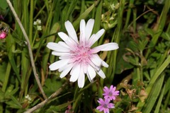 Crepis rubra