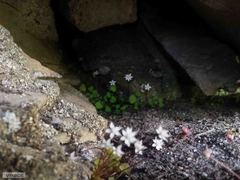 Crassula dentata