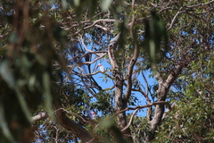 Eolophus roseicapilla albiceps
