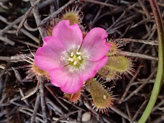 Drosera acaulis