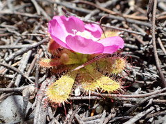 Drosera acaulis