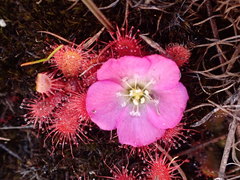 Drosera acaulis