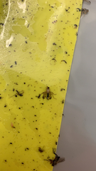 Cordilura