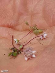 Crassula dentata