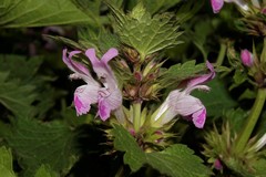 Lamium garganicum striatum