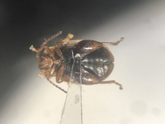 Capraita circumdata