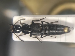 Philonthus validus