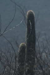 Cephalocereus macrocephalus