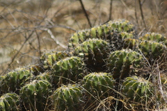 Ferocactus flavovirens