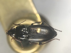 Pterostichus mutus