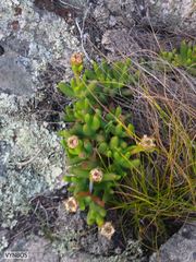 Esterhuysenia inclaudens