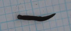 Continenticola