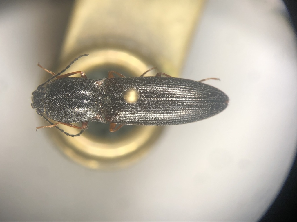 Paractenicera fulvipes