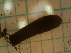 Continenticola