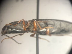 Paractenicera fulvipes