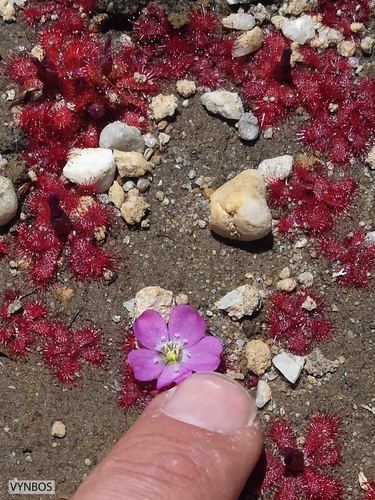 Drosera acaulis