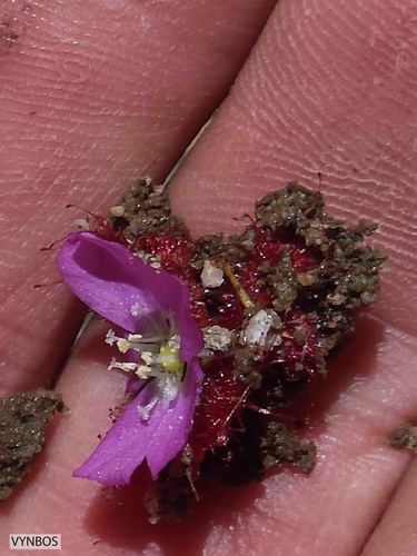 Drosera acaulis