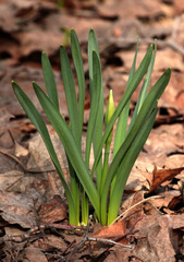 Narcissus × incomparabilis