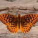 Argynnis hesperis chitone - Photo (c) Ken Kertell, some rights reserved (CC BY-NC), uploaded by Ken Kertell