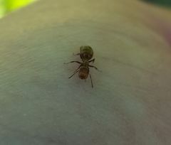 Colobopsis mississippiensis