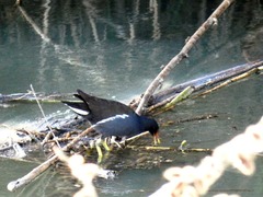 Gallinula chloropus