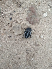 Alphasida argenteolimbata