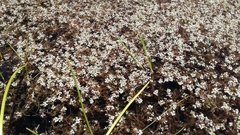 Crassula natans natans