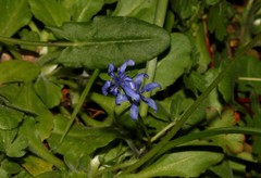 Scilla nivalis