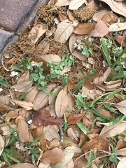 Mecardonia procumbens