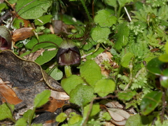 Corybas trilobus