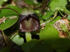 Corybas trilobus