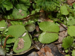 Corybas trilobus