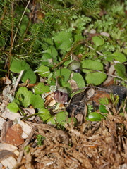 Corybas trilobus